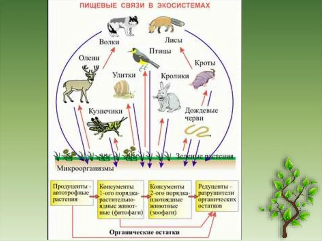 Конспект урока взаимосвязи организмов в природных сообществах. Структура экосистемы пищевые связи продуцент. Структура экосистемы пищевые связи консументы. Структура сообщество трофическая 9 класс биология. 11 Класс биология трофическая структура.