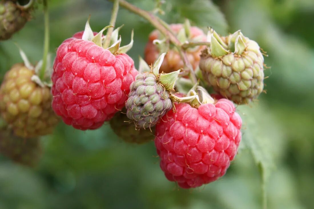 Лучшие сорта малины для средней полосы. Малина Rubus idaeus. Малина Полана. Малина сорт Туламин.