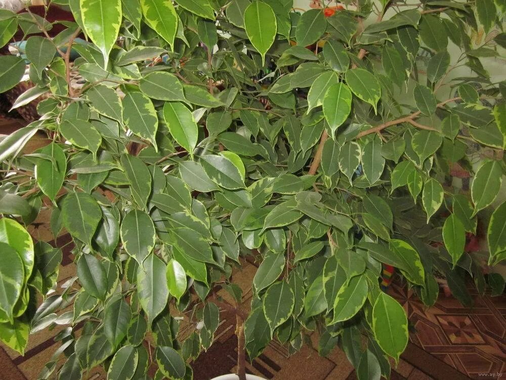 Фикус бенджамина мужегон. Суеверия про фикус бенджамина. Фикус народные приметы. Фикус бенджамина николь (ficus nicole). Фикус приметы.