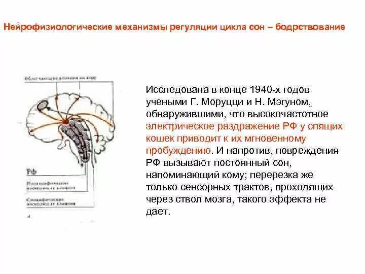 Центр сна в мозге. Регуляция цикла сон-бодрствование. Физиологические механизмы сна и бодрствования физиология. Механизмы регуляции цикла сон-бодрствование. Участие структур ЦНС В регуляции цикла сон-бодрствование.