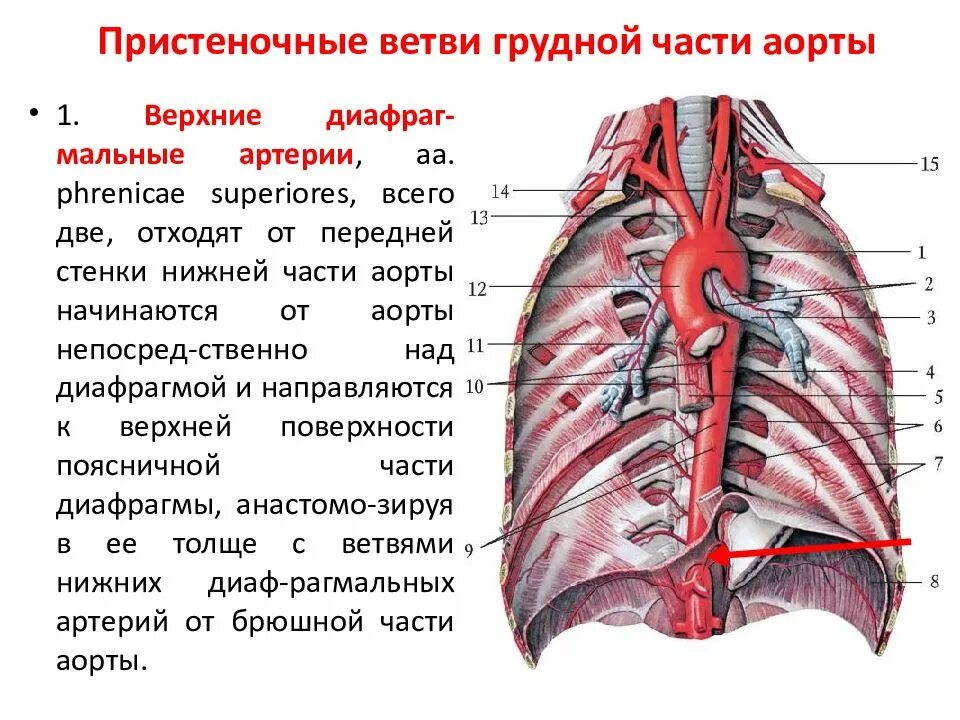 3 брюшная аорта. 3 брюшная аорта