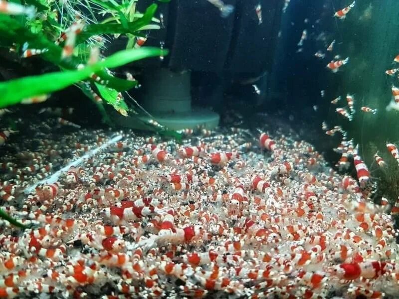 Как размножаются аквариумные