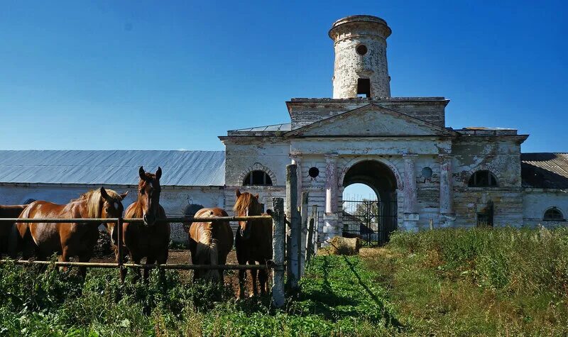 Конный завод, село починки. Починковский конезавод нижегородская область. Починковский конезавод нижегородская. Починковский конный завод 23. Конный завод починки нижегородской.