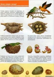 Почему птицы полезны