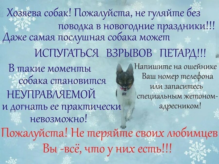 Как отпустить питомца