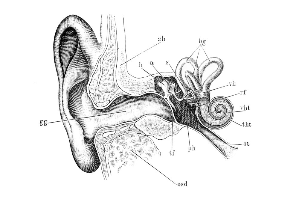 Устройство ушной раковины. Слуховой анализатор строение внутреннего уха. Строение уха и вестибулярного аппарата. Строение слухового анализатора без подписей. Строение уха и вестибулярного аппарата рисунок.