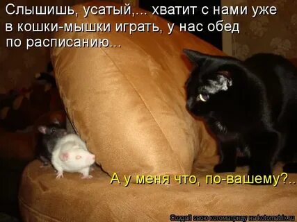 Мыши не дают спать