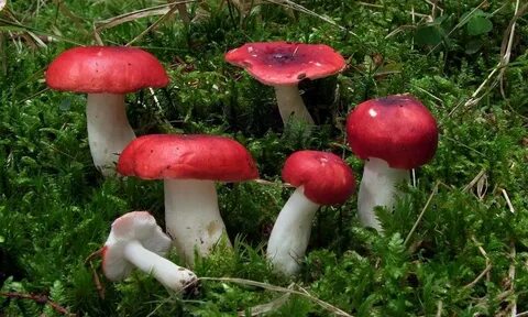 Шляпки красной сыроежки