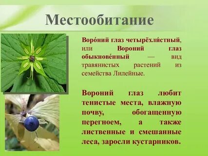 Сообщение о ядовитых растениях 2 класс