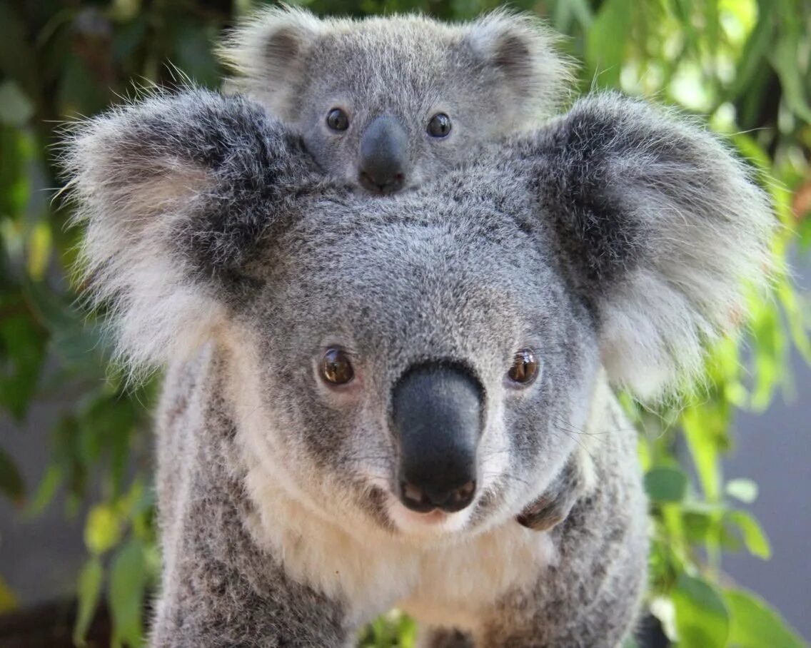 Koala music