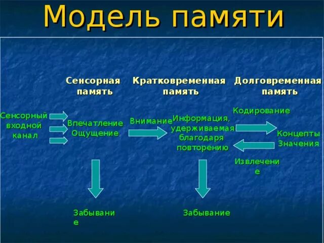 Сенсорная кратковременная и долговременная память. Сенсорная кратковременная Оперативная долговременная память. Виды кратковременной памяти. Виды сенсорной памяти. Чем отличаются виды памяти