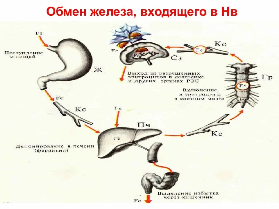 Обмен железа в печени. Обмен железа. Обмен железа в организме. Показатели обмена железа. Обмен железа презентация.