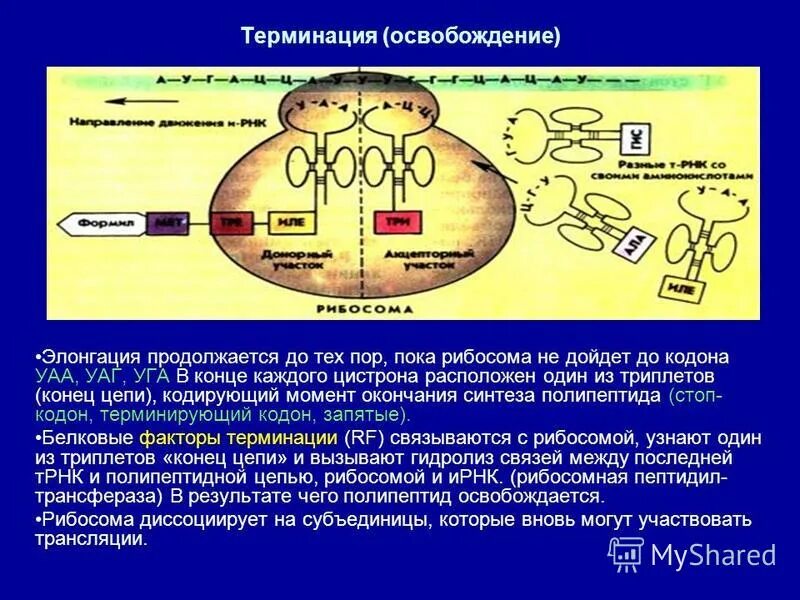 Рибосома синтез белка хранение информации. Элонгация мрнк биохимия. Рибосома синтез белка хранение информации. Рибосома синтез белка хранение информации. Субъединицы рибосом человека.