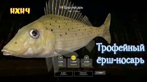 Вьюнок ерш носарь