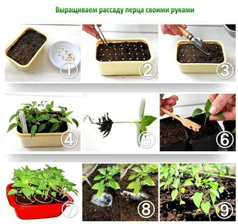 Рассада. Рассада с семенами. Выращиваем рассаду. Посадка перца на рассаду.