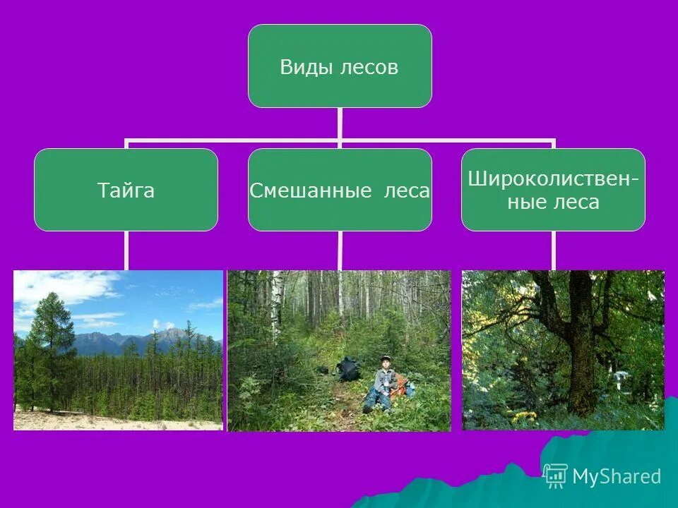 Раскройте особенности тайги смешанных и широколиственных