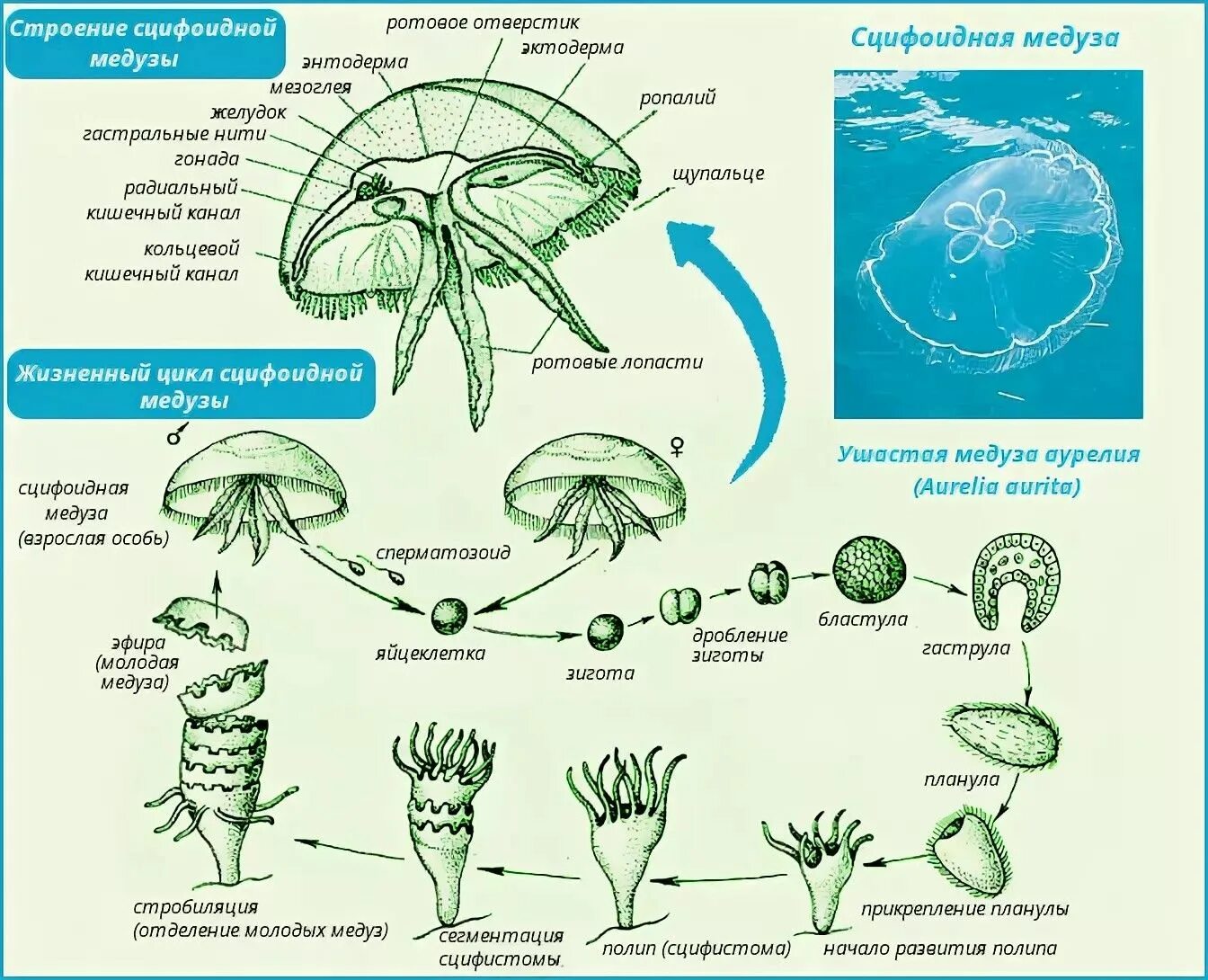 Жизненный цикл сцифоидных медуз. Схема жизненного цикла сцифоидных. Жизненный цикл сцифоидных медуз схема.