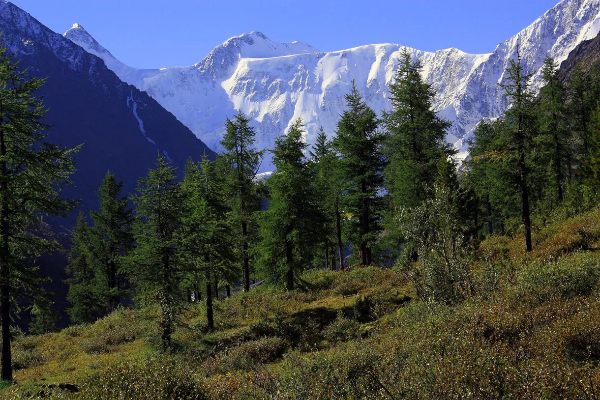 Природный пояс у подножия гор алтай. Горный Алтай Тайга. Горы горный Алтай кедрач. Кедровая Тайга Алтай. Кедр в горах Алтая.
