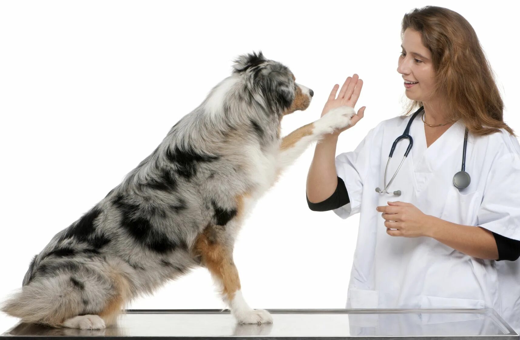 Ветеринар. Врач ветеринар. Терапия животных. Собака врач.