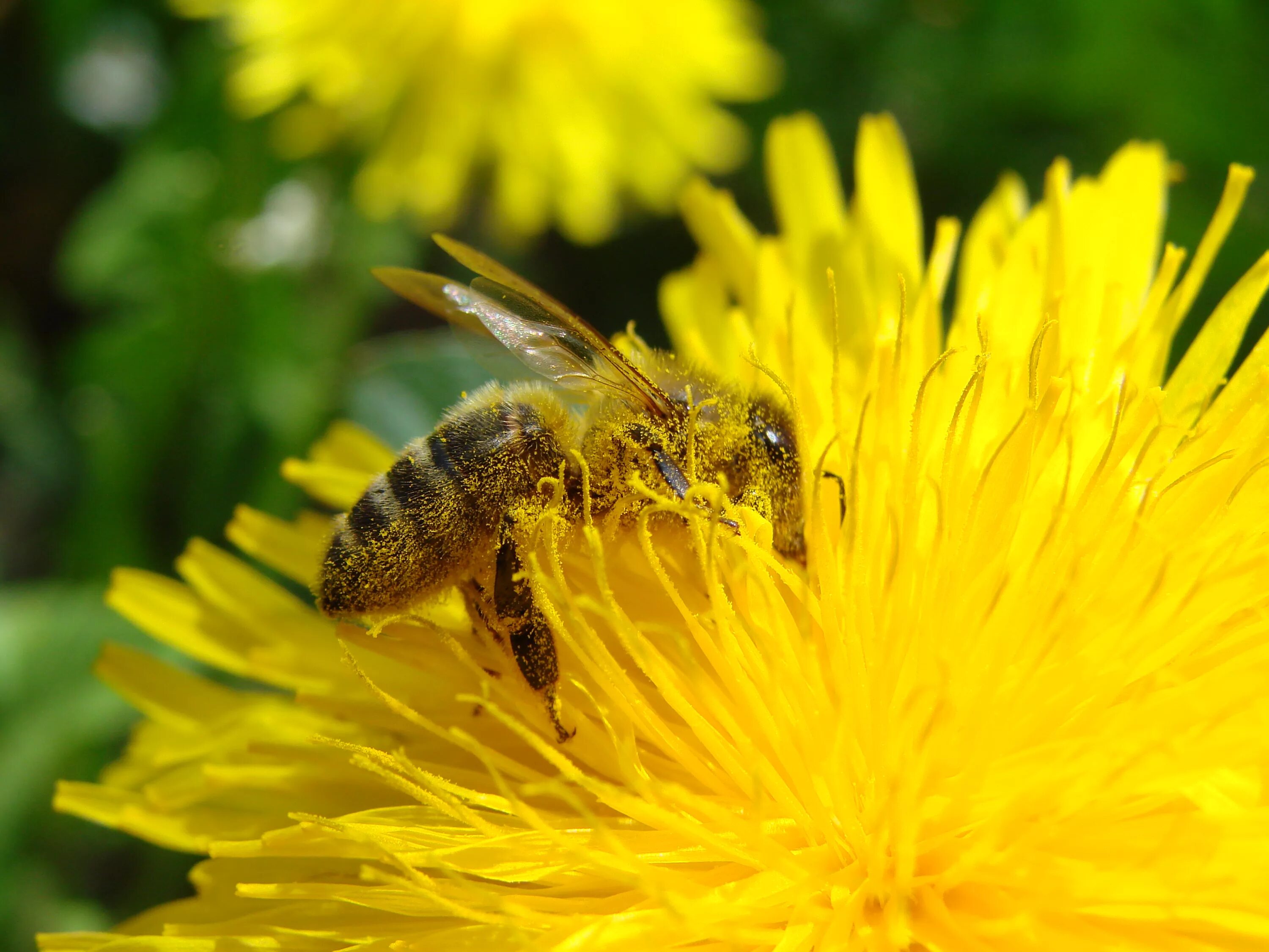 Эхинацея pollination Yellow. Опыление пчелами. Пчелы опылители. Пчела опыляет цветок. Жигулевское опылители