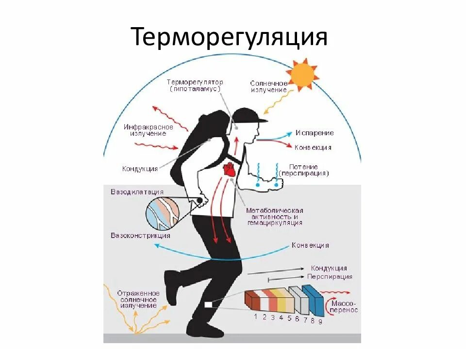 Потливость при физической нагрузке повышенная. Физические основы терморегуляции организма. Терморегуляция человека. Теплообмен в организме человека. Теплоотдача физиология.