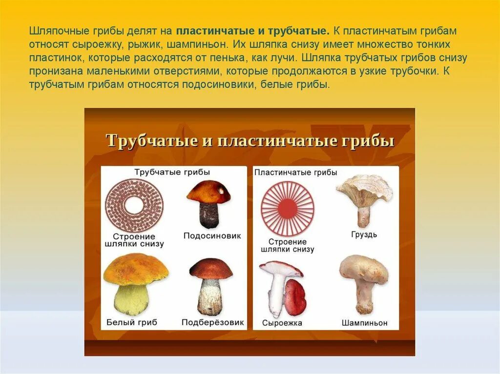 Различие трубчатых грибов. Грибы Шляпочные и трубчатые. Шляпочные грибы трубчатые и пластинчатые. Шляпочные трубчатые грибы Шляпочные пластинчатые грибы. Шляпочные пластинчатые грибы несъедобные.