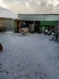 Новая карьга мордовия