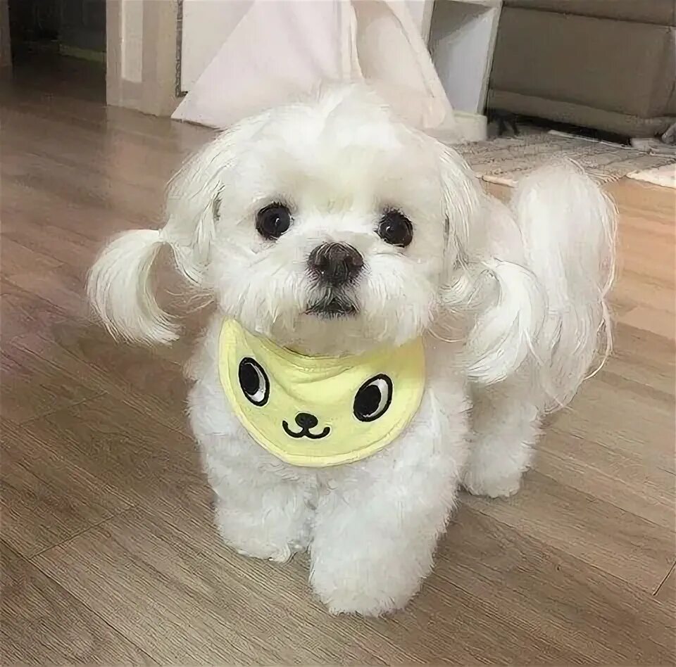 RTR (@kissXmaker) / Twitter Jindo dog, Dog breeds, Dog breed info