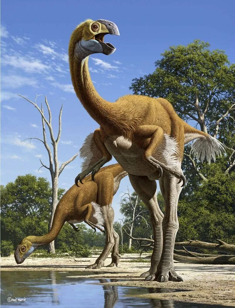 Гигантораптор арк. Гигантораптор динозавр. Gigantoraptor erlianensis. Овираптор динозавры мелового периода.