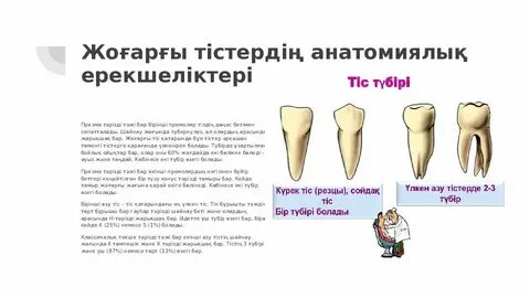 Үлкен клитордың жақыннан түсірілген фотосы