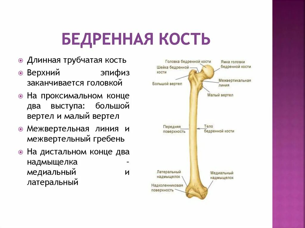 Кость где бедро. Бедро строение анатомия кости. Бедренная кость анатомия кратко. Строение бедренной кости человека анатомия. Строение бедренной кости описать.