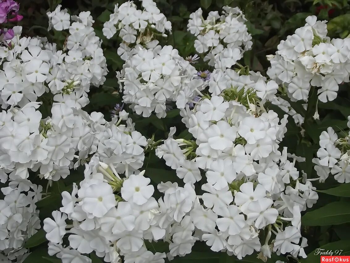 флокс флоре