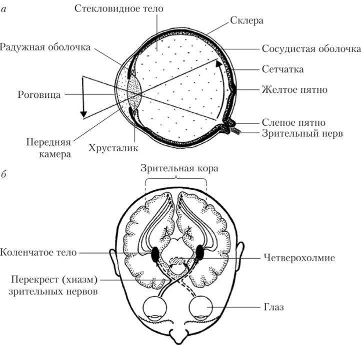 Зрительная система функции. Строение зрительной системы. схема зрительной сенсорной системы. зрительная сенсорная система зрительный нерв. зрительная система строение и функции.