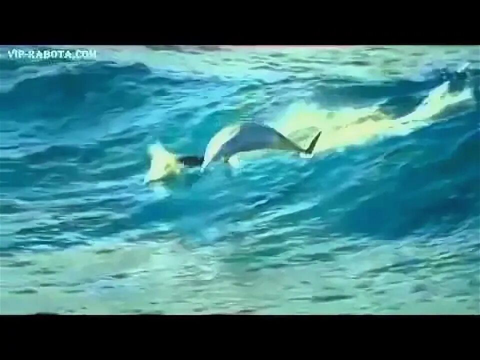 Песенка про дельфинов. Исцеляющие звуки дельфинов. Голос дельфина слушать. Песня про дельфинов. Дельфины — из мультфильма «в порту» караоке.