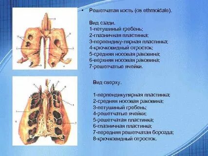 Решетчатые кости