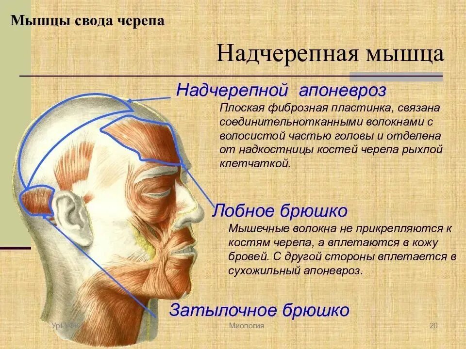 Мышцы придающие лицу определенное выражение. Сухожильный апоневроз черепа. мышцы свода черепа. лобное брюшко надчерепной мышцы. апоневроз головы.