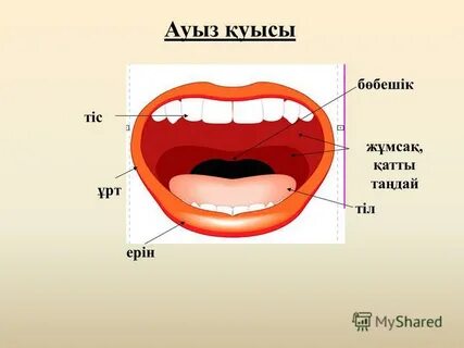 Ауыз алу