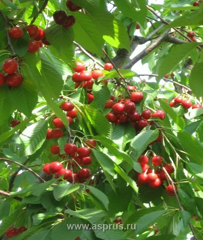 Сорт черешни бычье сердце. Черешня александрия фото. Сорт черешни дагестанка. Вишня десертная морозовой. Черешн вый.