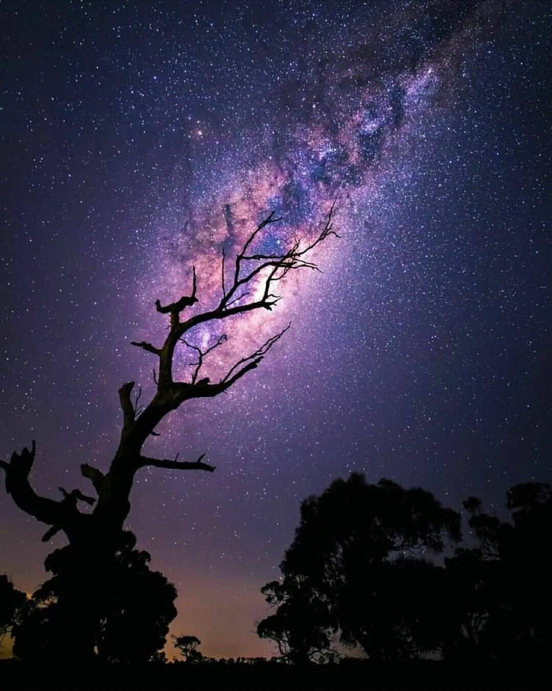 Космическое дерево. Дерево ночью. Ночное небо. Ночное дерево. Tree star