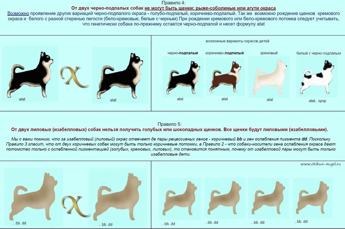 Наследование у собак. Чихуахуа стандарт породы. Генетика и разведение собак. Наследования болезни собак схема. Наследование у собак.