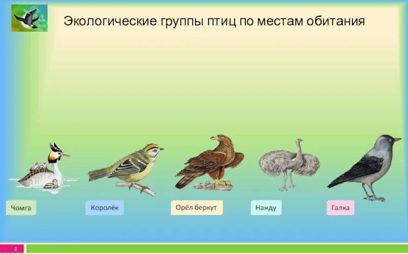 Экологические группы птиц. Экологические группы птиц птиц. Экологические группы птиц по местам обитания. Экологическая группа птиц и место обитания. Экологические группы птиц 7 класс биология таблица