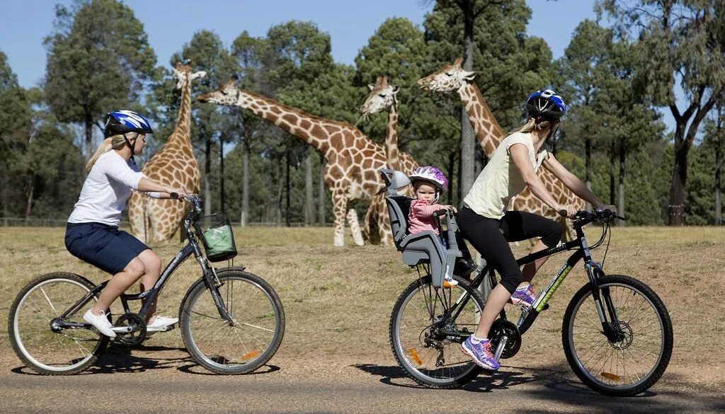 Animal ride. Еж на велосипеде. Animals riding a Bike. Animals Ride a Bike. Bear Ride a Bike.