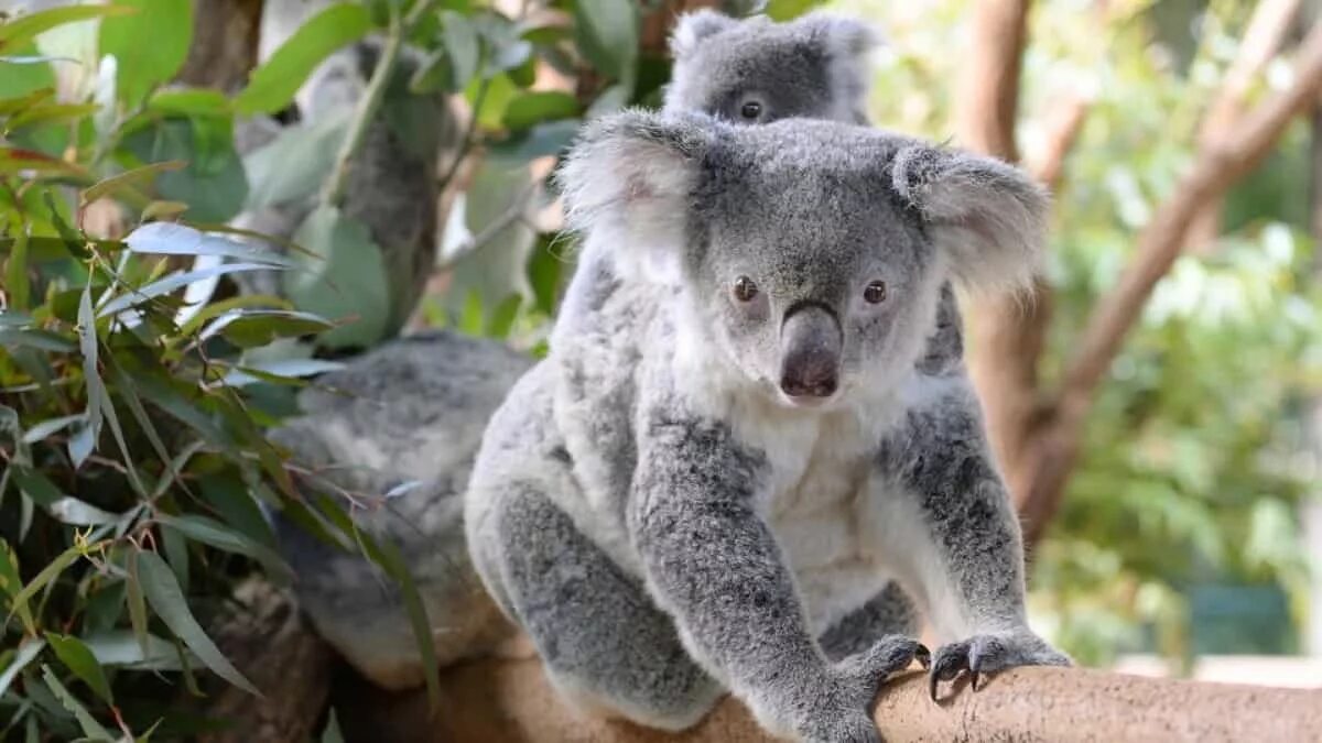Коала отзывы. Коала. Животные Австралии коала. Коала на эвкалипте. 4 Коалы.