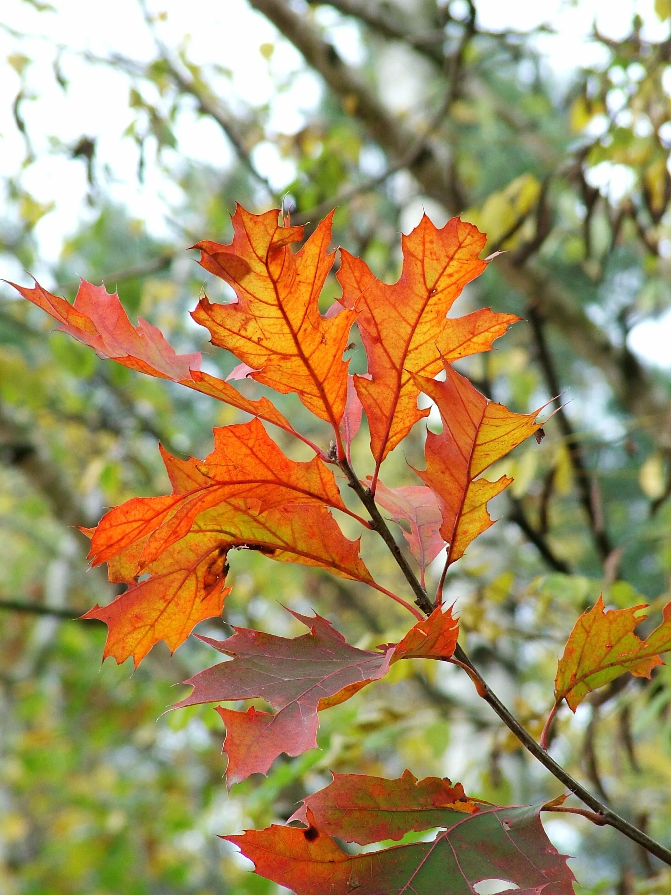 Лист осени фото. Осенние листья. Листики осень. Листья фото. Листья осенью.