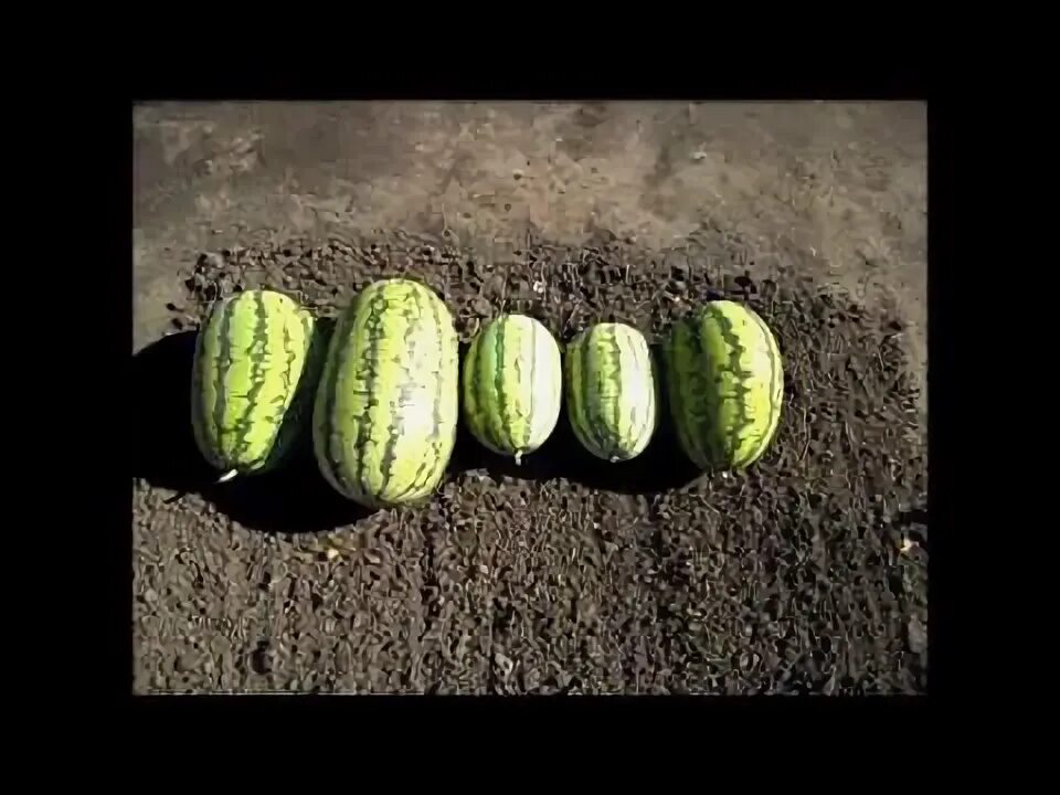 Почему дыня выросла несладкая. Почему дыня выросла несладкая