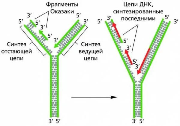 Какой цифрой на схеме обозначена репликационная вилка. Какой цифрой на схеме обозначена репликационная вилка