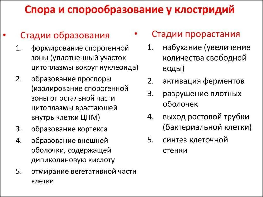 Процесс образования спор. Процесс спорообразования у бактерий. назовите стадии спорообразования у бактерий. этапы процесса спорообразования у бактерий. процесс спорообразования у бактерий кратко.