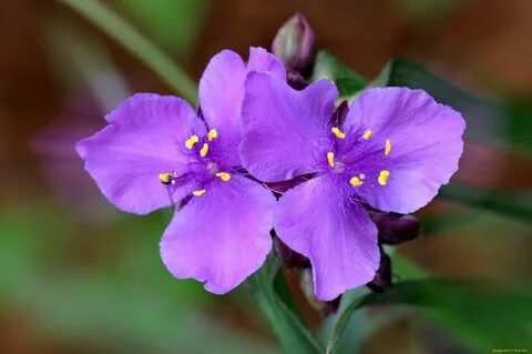 Традесканция purple