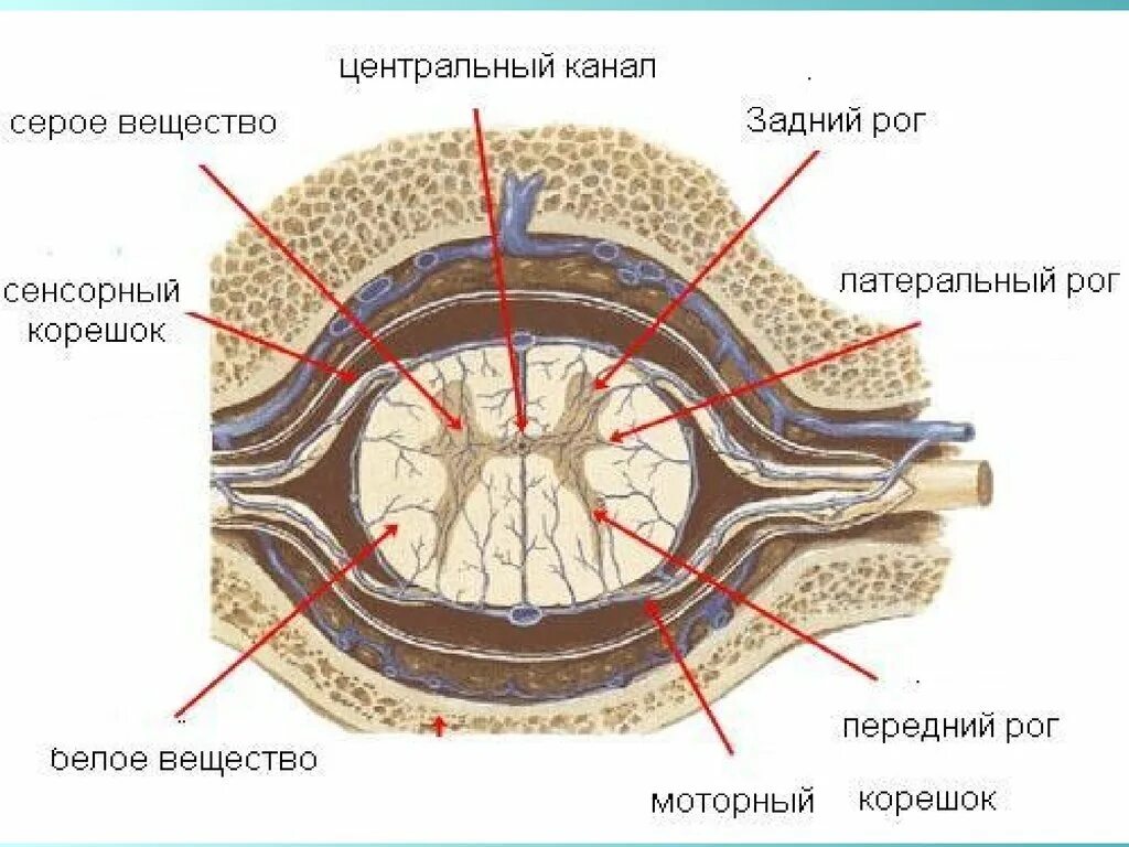 Центральный канал серое вещество. Центральный канал спинного мозга. Центральный канал.