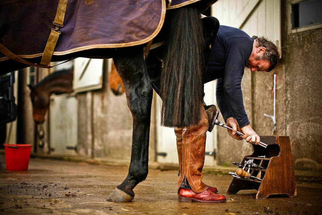 Подкованная лошадь. Подкова с лошадью. Неподкованная лошадь. Ковка копыт лошадей. Подкованный жеребец.